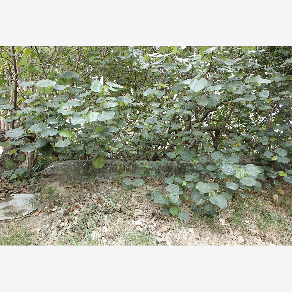 原三分子日軍射擊場靶溝遺構